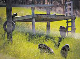 Progress in struggle to retire lab chimps