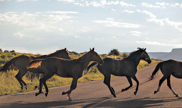 The fate of horses at risk