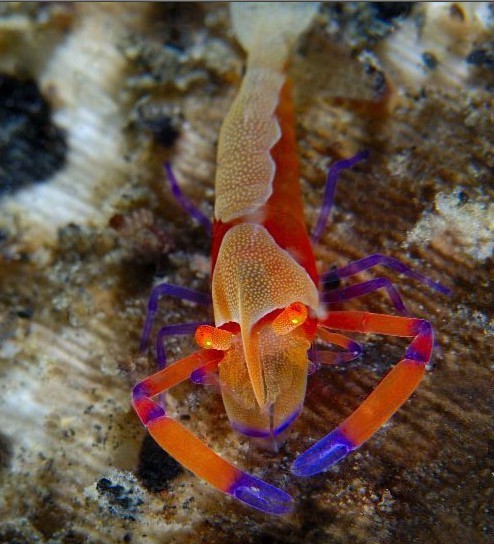 地球十二種“活化石” 數(shù)百萬年幾乎未進化(圖)