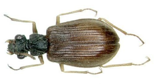 地球十二種“活化石” 數(shù)百萬(wàn)年幾乎未進(jìn)化(圖)