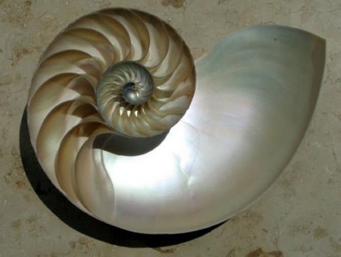 地球十二種“活化石” 數(shù)百萬年幾乎未進(jìn)化(圖)