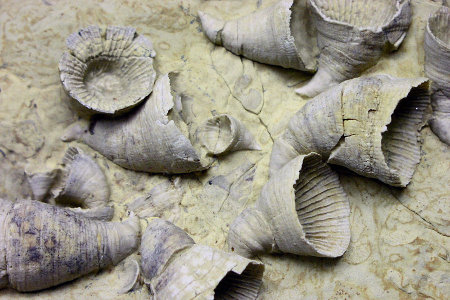 地球歷史上5次物種大滅絕:終結(jié)恐龍時(shí)代