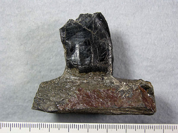 日本長崎縣發(fā)現(xiàn)大型獸腳亞目恐龍化石:長約7米