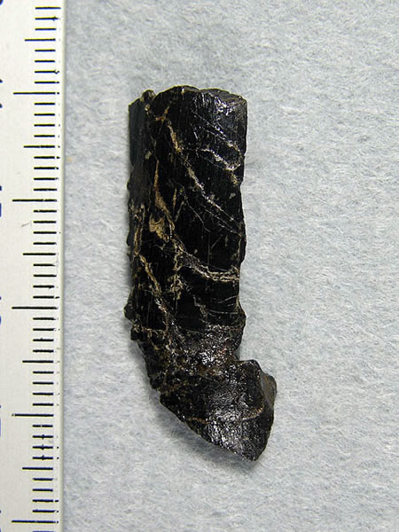 日本長崎縣發(fā)現(xiàn)大型獸腳亞目恐龍化石:長約7米