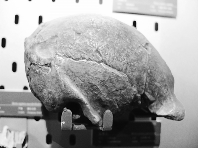 科學家親身經(jīng)歷:“北京人”頭蓋骨失蹤之前