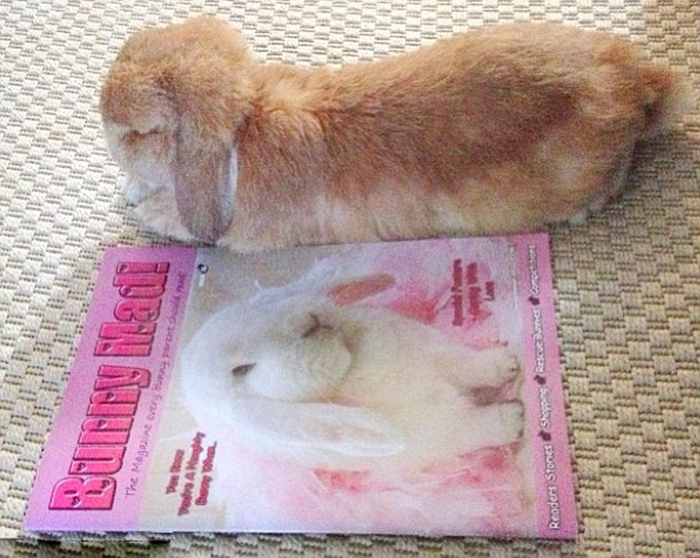 網(wǎng)上爆紅的超萌兔子兄弟(組圖)