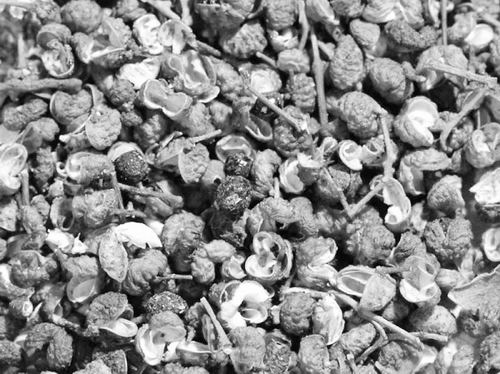 科學(xué)家破解四川麻椒麻味之謎