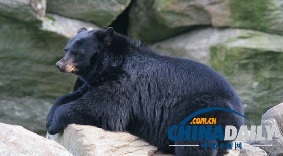 美國黑熊不請自來闖酒吧 遭酒保喝斥乖乖離開