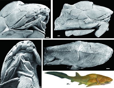 學(xué)者發(fā)現(xiàn)
