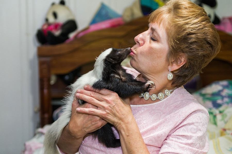 情有獨鐘!美婦女飼養(yǎng)50只臭鼬當(dāng)寵物(組圖)