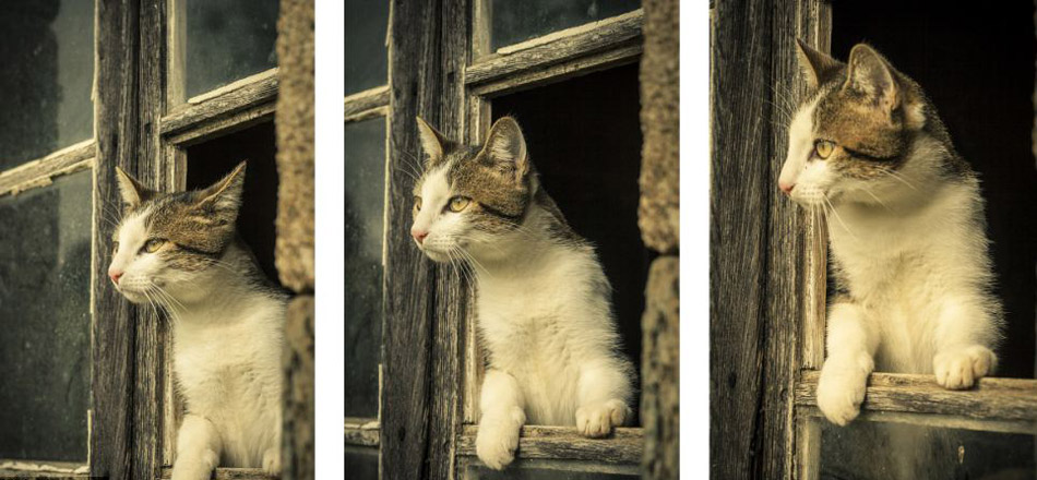 國際貓主題攝影比賽貓咪各秀風(fēng)采