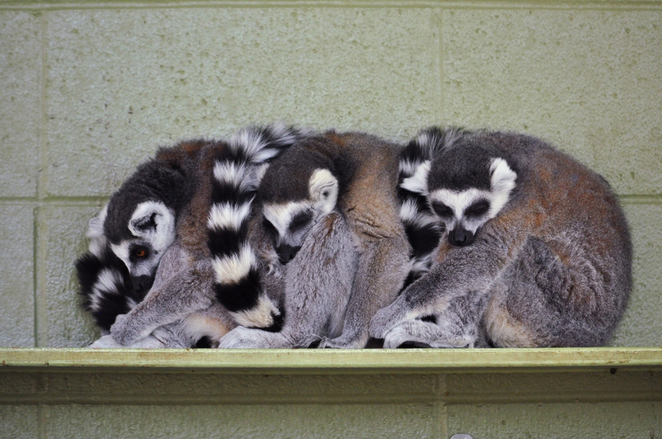 冬日暖情：動(dòng)物們的擁抱日(高清組圖)