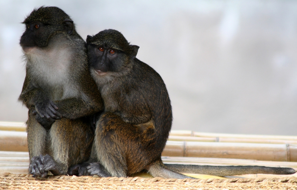 冬日暖情：動(dòng)物們的擁抱日(高清組圖)