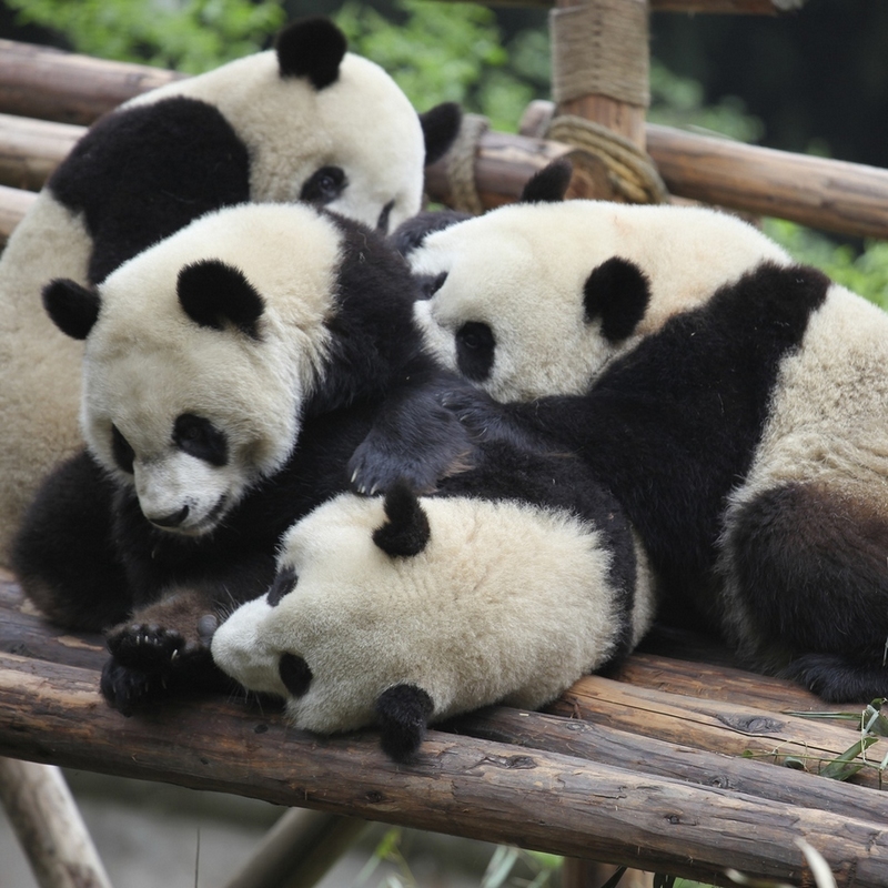 冬日暖情：動(dòng)物們的擁抱日(高清組圖)