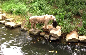 Trending: Impatient foreigner forces sudden halt