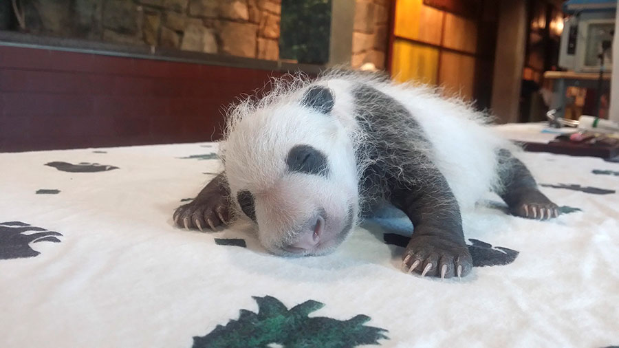 First ladies name giant panda cub 'Bei Bei' in Washington DC