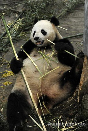 China panda couple head for Australia