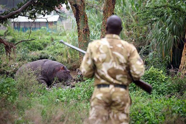 Chinese company rescues hippo family from death