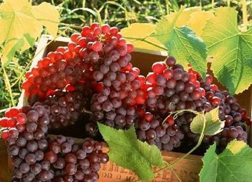 4種冬季不能吃的反季節(jié)水果