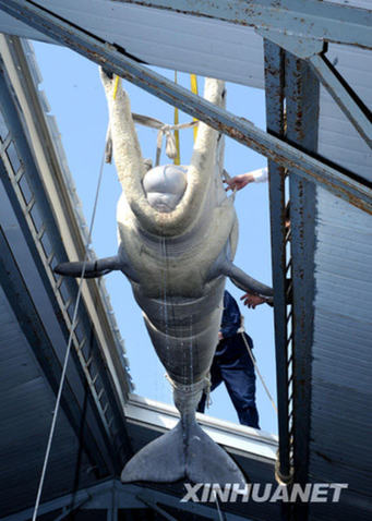 白鯨搬家[組圖]