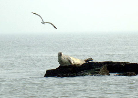 成群野生海豹亮相山東長島